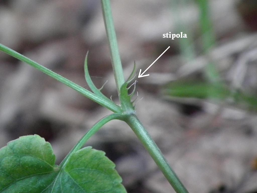 Viola reichenbachiana in Sardegna